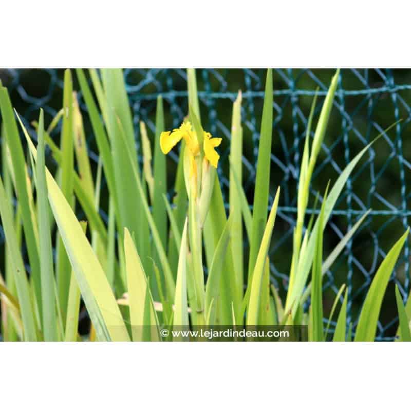 IRIS pseudacorus 'Variegata' IRIS pseudacorus 'Variegata'