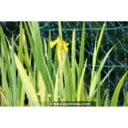 IRIS pseudacorus 'Variegata' IRIS pseudacorus 'Variegata'