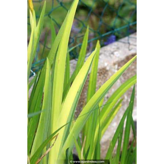 IRIS pseudacorus 'Variegata'