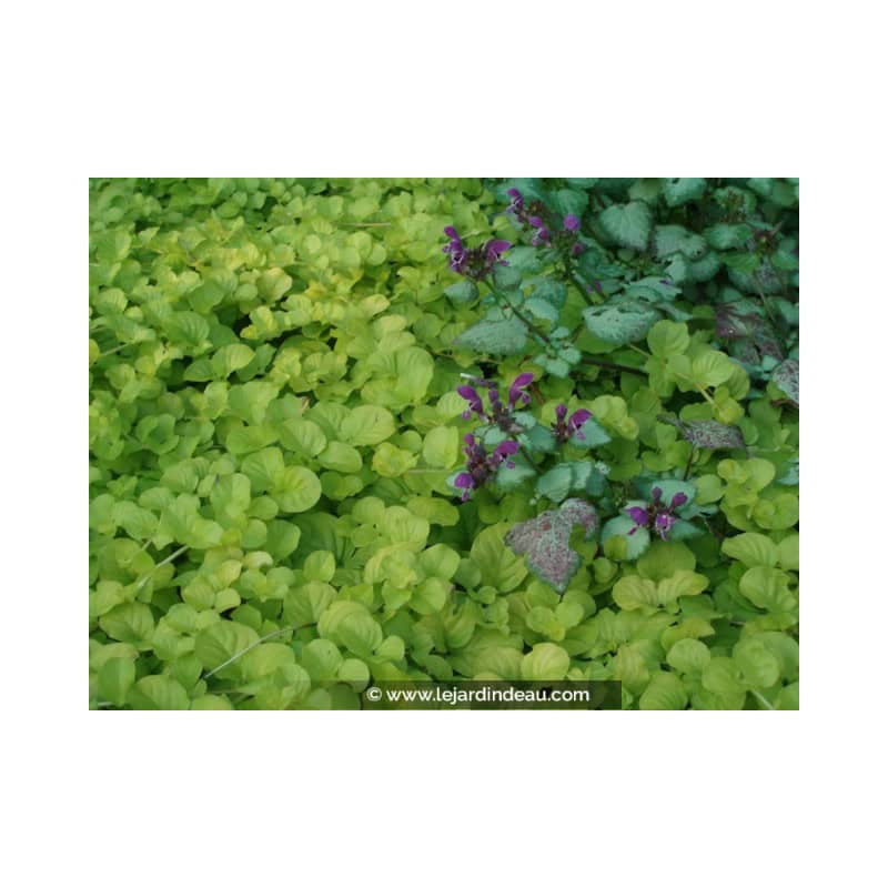 LYSIMACHIA nummularia 'Aurea' LYSIMACHIA nummularia 'Aurea'