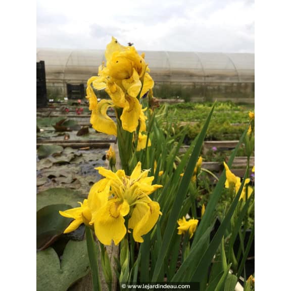 IRIS pseudacorus 'Flore Pleno'