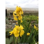 IRIS pseudacorus 'Flore Pleno' IRIS pseudacorus 'Flore Pleno'