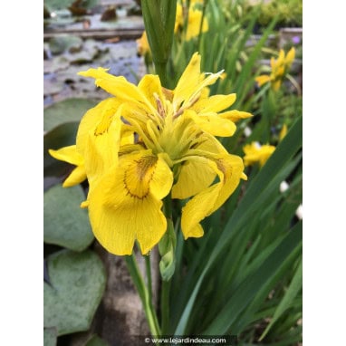 IRIS pseudacorus \'Flore Pleno\' - Iris des marais \'Flore Pleno\', Iris jaune, Iris faux acore