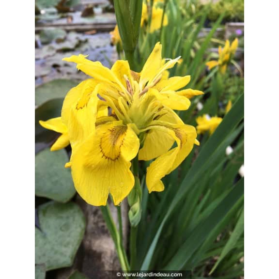 IRIS pseudacorus 'Flore Pleno'