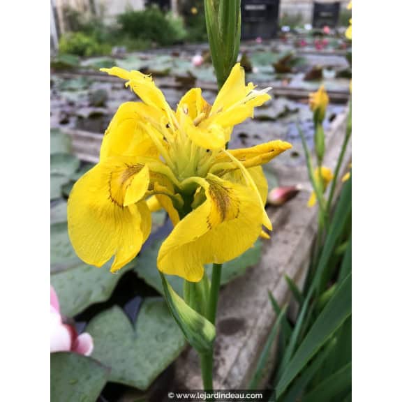 IRIS pseudacorus 'Flore Pleno'