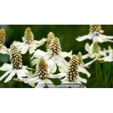 ANEMOPSIS californica - Anemopsis de Californie