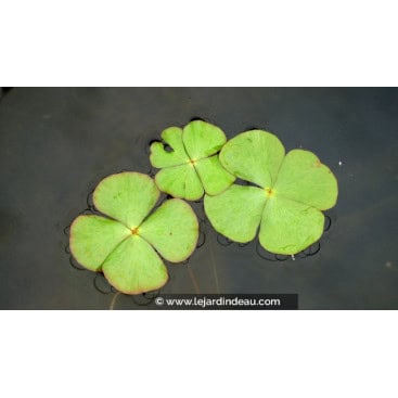 MARSILEA quadrifolia - Marsilée à quatre feuilles