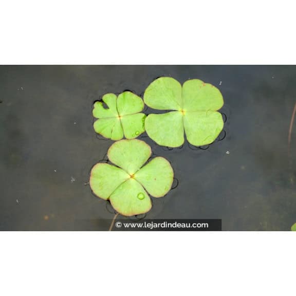 MARSILEA quadrifolia