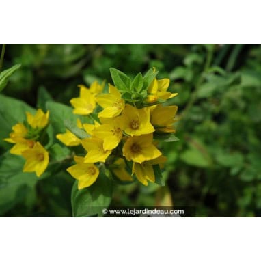 LYSIMACHIA punctata - Lysimaque ponctuée