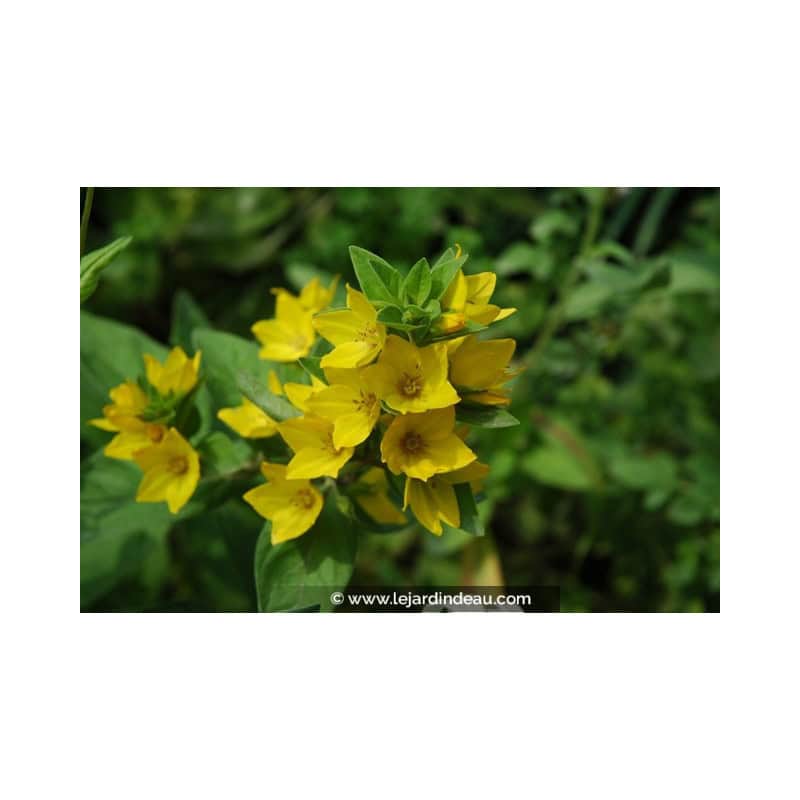 LYSIMACHIA punctata LYSIMACHIA punctata