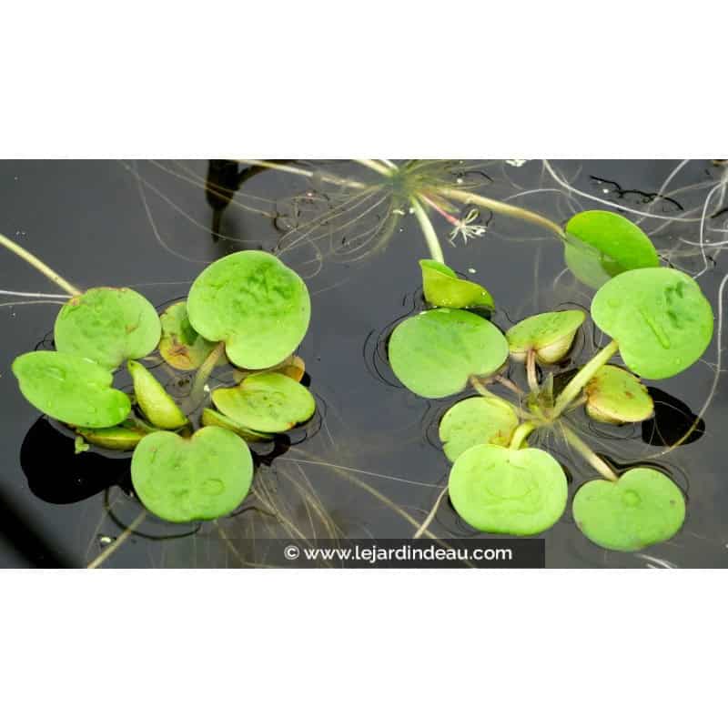 LIMNOBIUM laevigatum LIMNOBIUM laevigatum