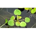 LIMNOBIUM laevigatum LIMNOBIUM laevigatum