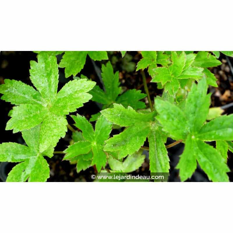 ASTRANTIA major 'Ruby Wedding' ASTRANTIA major 'Ruby Wedding'