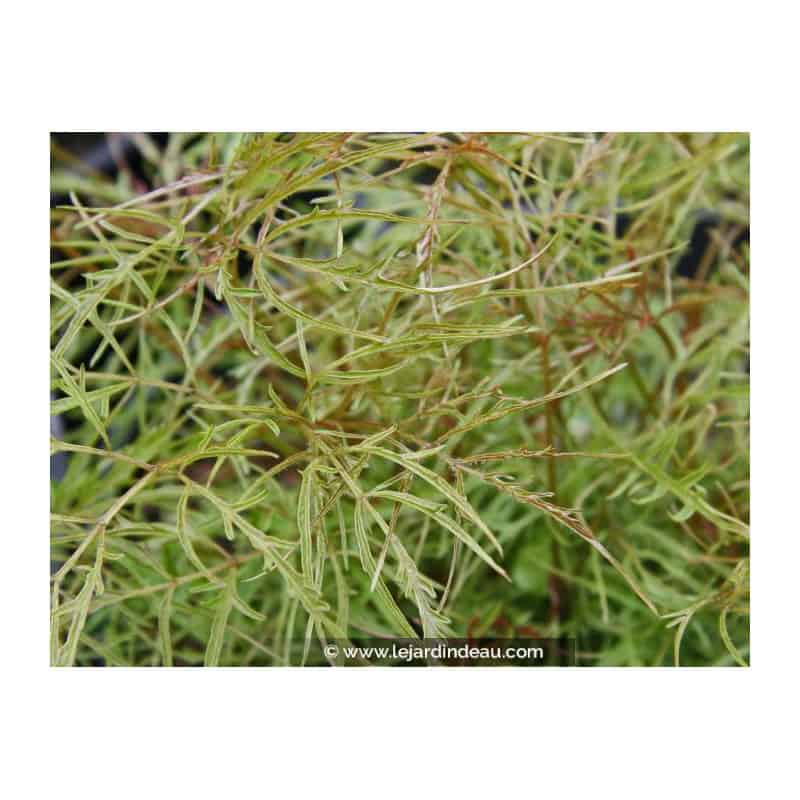 ARUNCUS dioicus 'Kneiffii' ARUNCUS dioicus 'Kneiffii'
