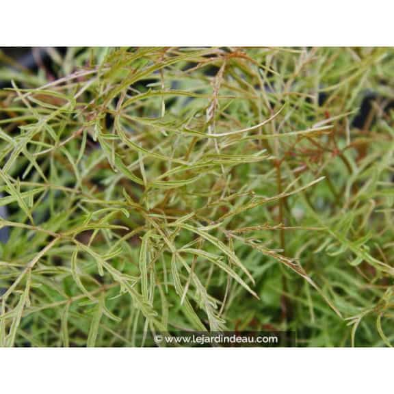ARUNCUS dioicus 'Kneiffii'
