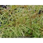 ARUNCUS dioicus 'Kneiffii' ARUNCUS dioicus 'Kneiffii'