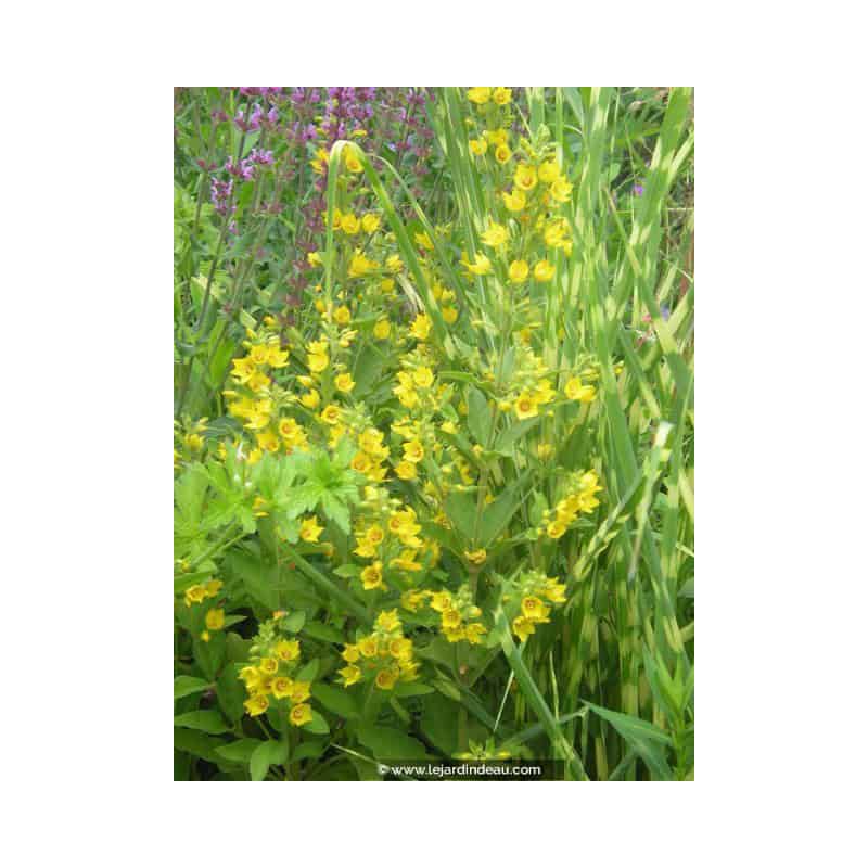 LYSIMACHIA punctata LYSIMACHIA punctata
