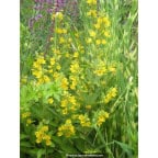 LYSIMACHIA punctata LYSIMACHIA punctata
