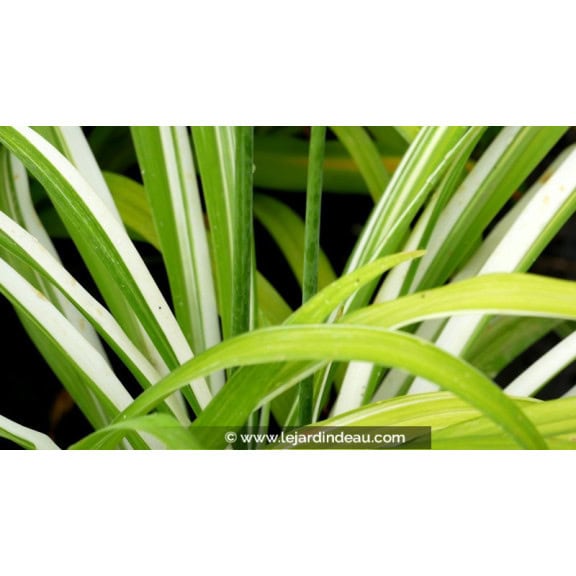 HEMEROCALLIS fulva 'Kwanso Variegata'