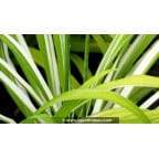HEMEROCALLIS fulva 'Kwanso Variegata' HEMEROCALLIS fulva 'Kwanso Variegata'