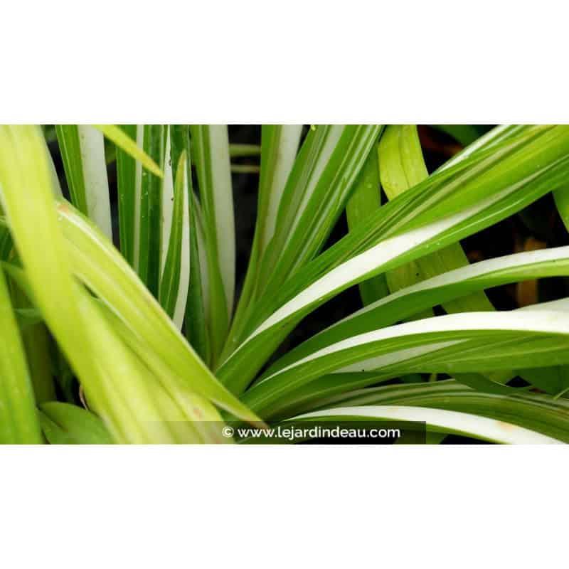 HEMEROCALLIS fulva 'Kwanso Variegata' HEMEROCALLIS fulva 'Kwanso Variegata'
