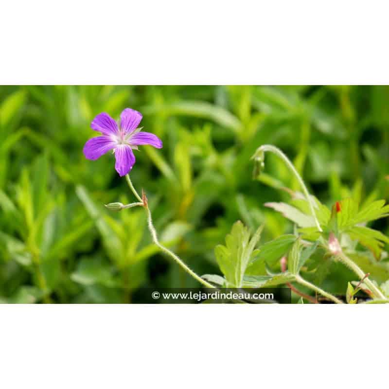 GERANIUM palustre GERANIUM palustre