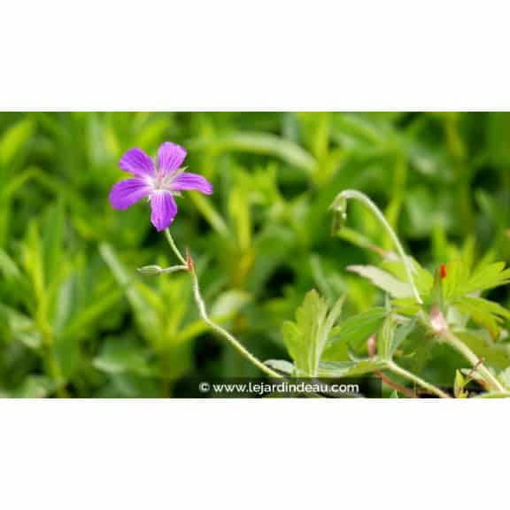 GERANIUM palustre