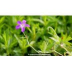 GERANIUM palustre GERANIUM palustre