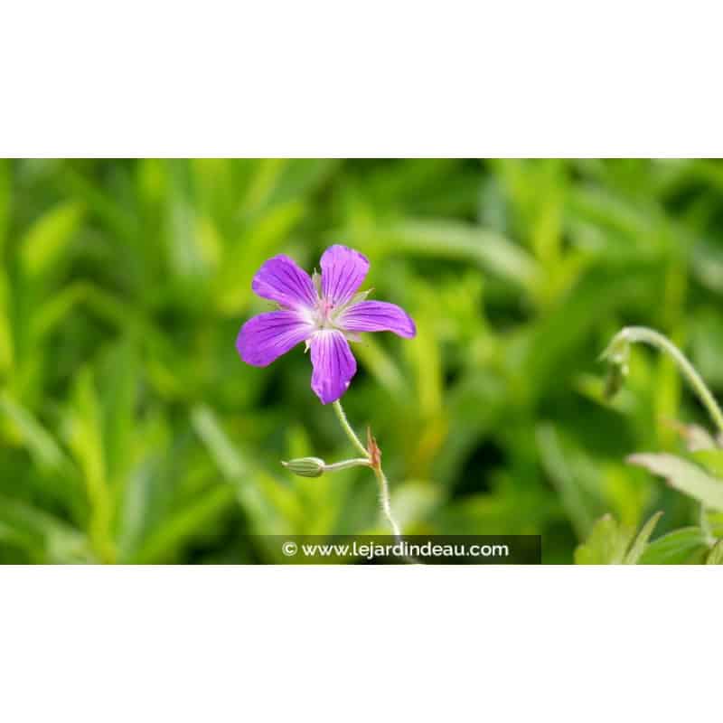 GERANIUM palustre GERANIUM palustre
