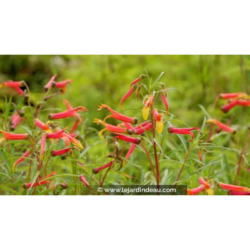 LOBELIA laxiflora LOBELIA laxiflora