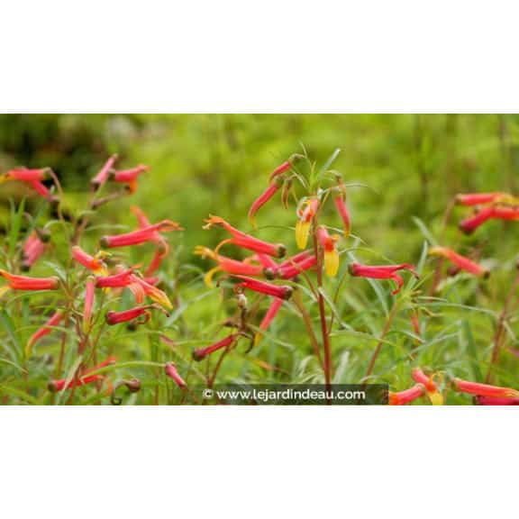 LOBELIA laxiflora