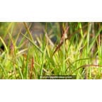 MISCANTHUS 'Purpurascens' MISCANTHUS 'Purpurascens'