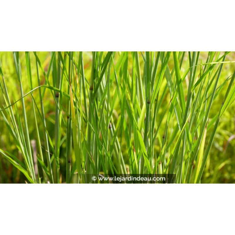 PANICUM virgatum 'Cloud Nine' PANICUM virgatum 'Cloud Nine'