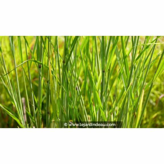 PANICUM virgatum 'Cloud Nine'