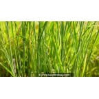 PANICUM virgatum 'Cloud Nine' PANICUM virgatum 'Cloud Nine'