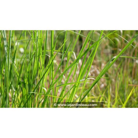 PANICUM virgatum 'Cloud Nine'