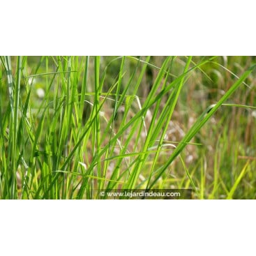 PANICUM virgatum \'Cloud Nine\' - American Switch Grass
