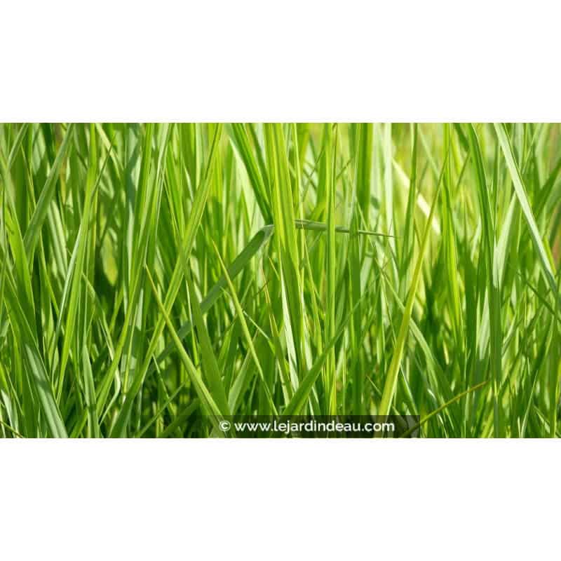 PANICUM virgatum 'Northwind' PANICUM virgatum 'Northwind'