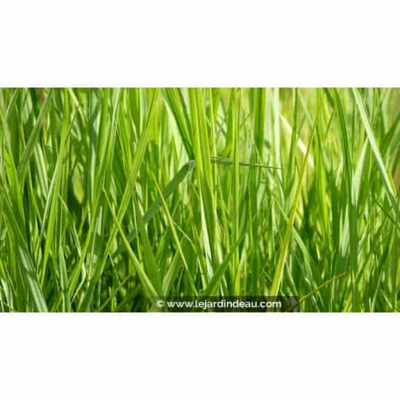 PANICUM virgatum 'Northwind'