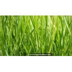 PANICUM virgatum 'Northwind' PANICUM virgatum 'Northwind'