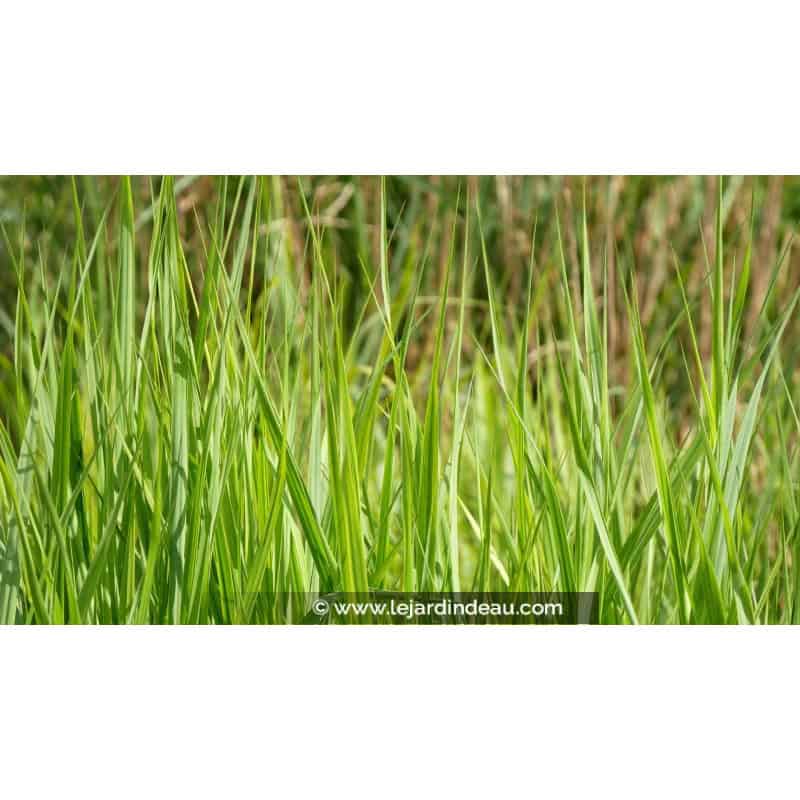 PANICUM virgatum 'Northwind' PANICUM virgatum 'Northwind'