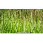 PANICUM virgatum 'Northwind' PANICUM virgatum 'Northwind'
