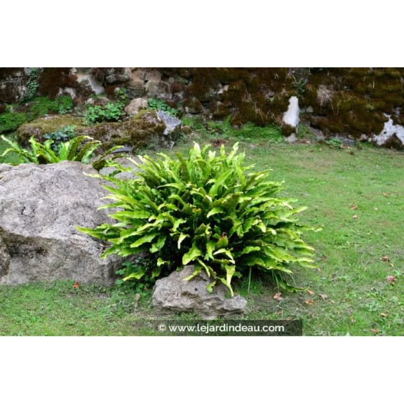 PHYLLITIS scolopendrium