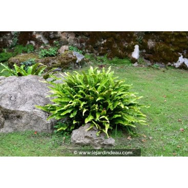 PHYLLITIS scolopendrium - Langue de Cerf