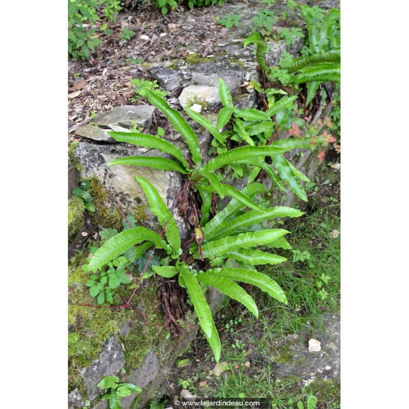 PHYLLITIS scolopendrium PHYLLITIS scolopendrium