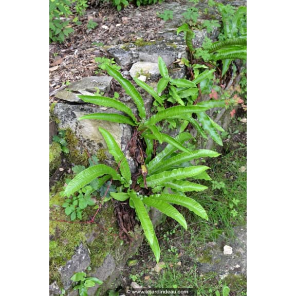 PHYLLITIS scolopendrium