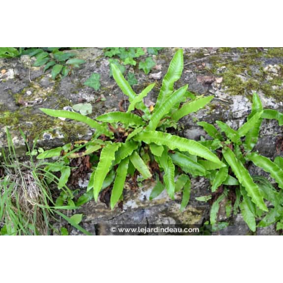 PHYLLITIS scolopendrium