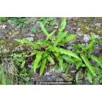 PHYLLITIS scolopendrium PHYLLITIS scolopendrium