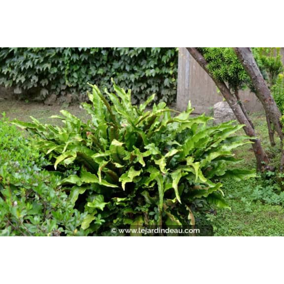 PHYLLITIS scolopendrium