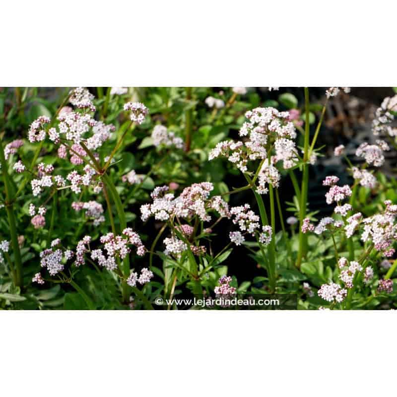 VALERIANA dioica VALERIANA dioica